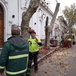 corte ilegal de árboles